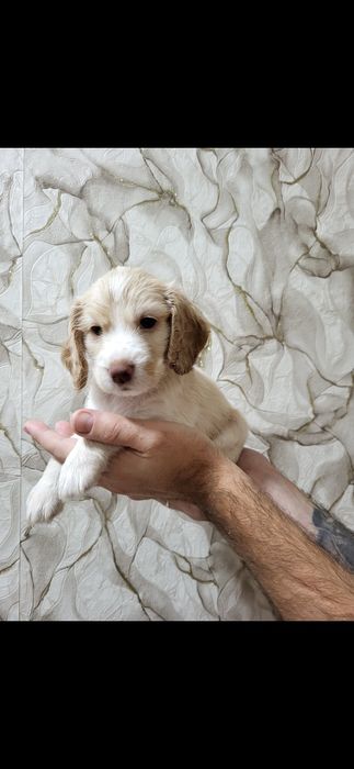 Продам щенят русского охотничьего спаниеля