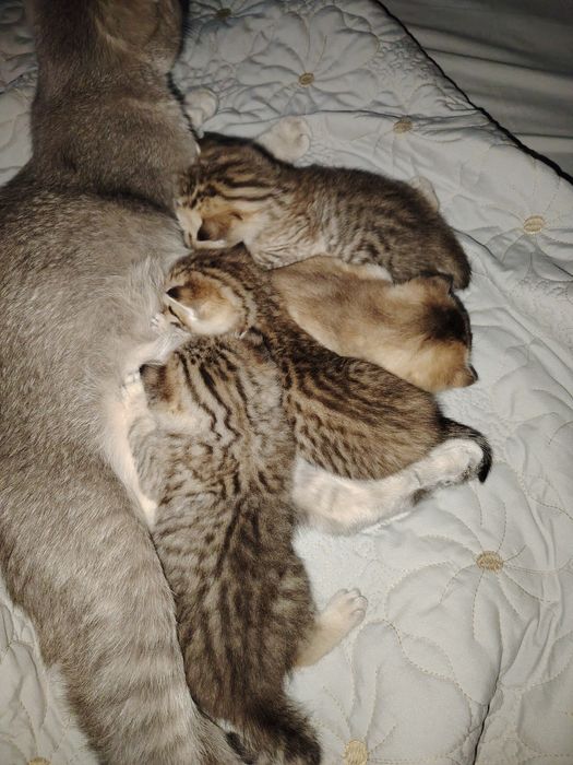 Mushuk sоtilvoti britan shinshilla toza ota va ona ham shinshila