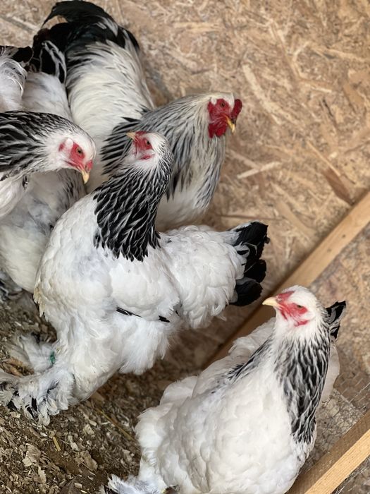 Gaini rasa brahma herminat deschis de vanzare
