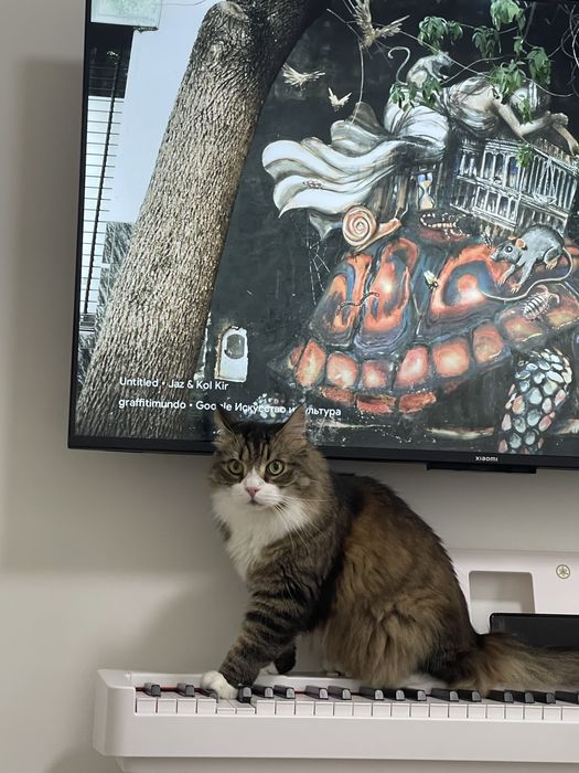 Передержка котиков