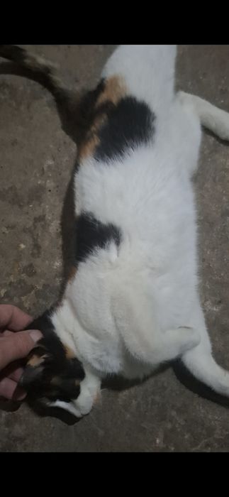 Donez pisici vârsta 5 luni