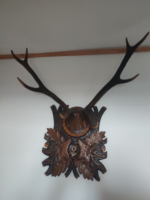 Trofee cerb foarte vechi