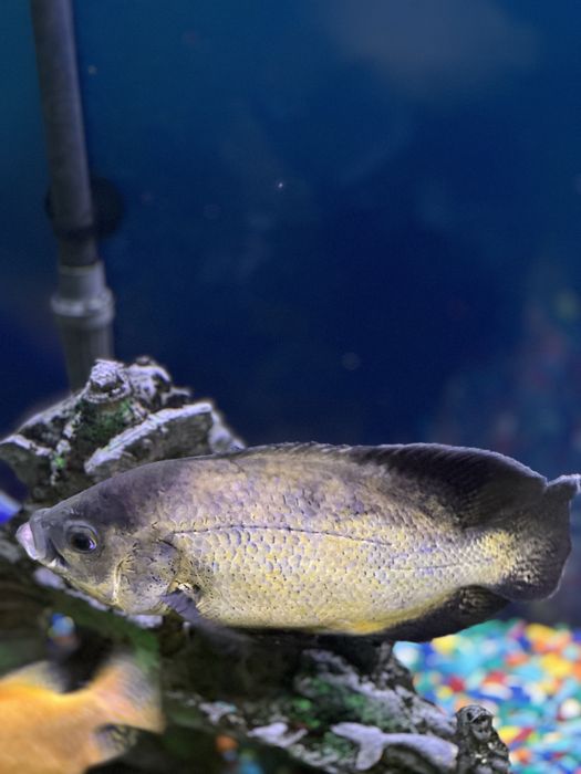 Астранотусы 20-25 см . Пара