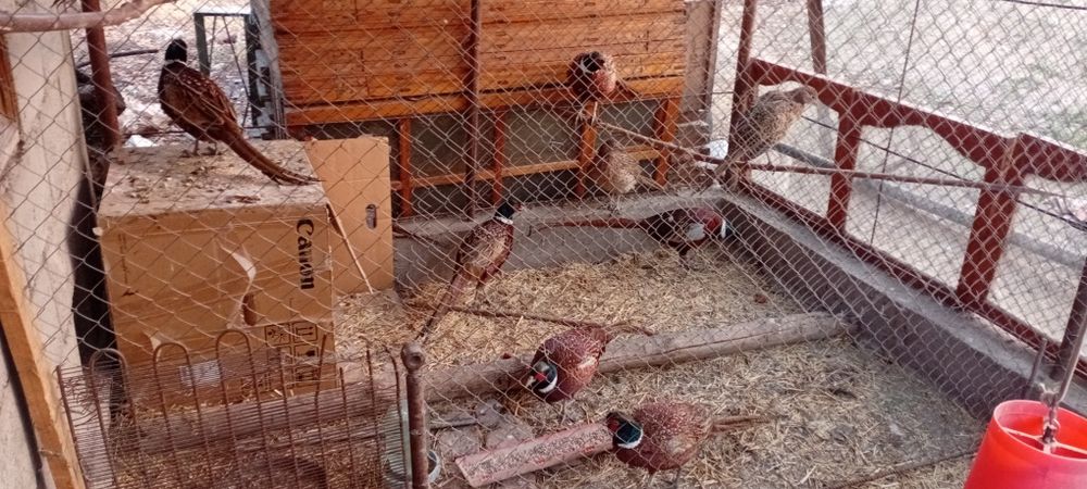 Фазан  қырғауыл қоразы  үиде өсірілген