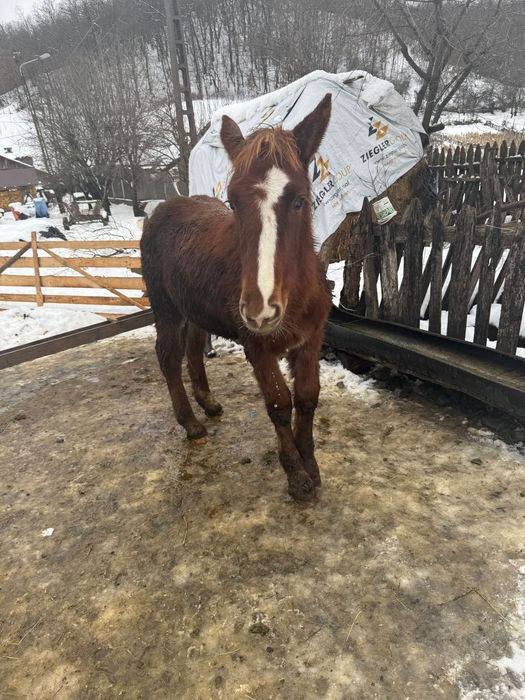 Vând 2 manze tinere