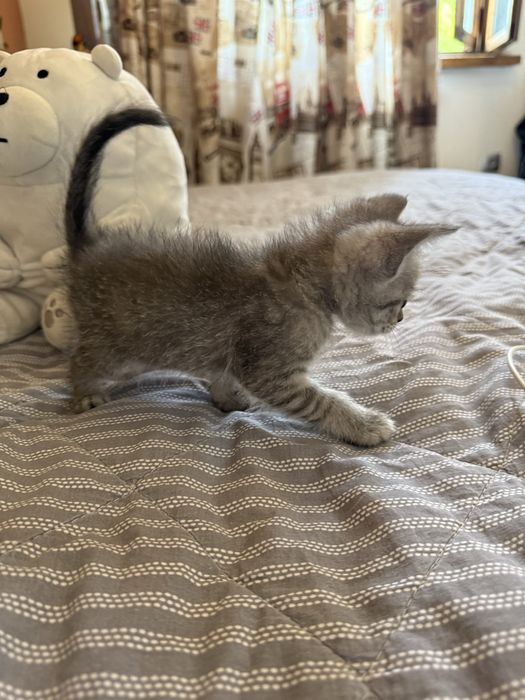Прямоухий британский котенок девочка