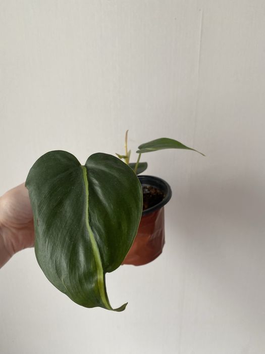 Филодендрон бразил лиана