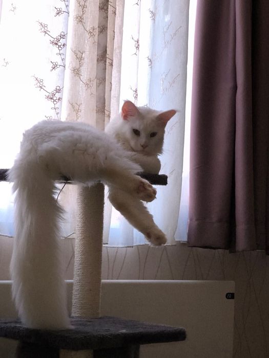 Продавам бял Мейн Куун, 10 месеца