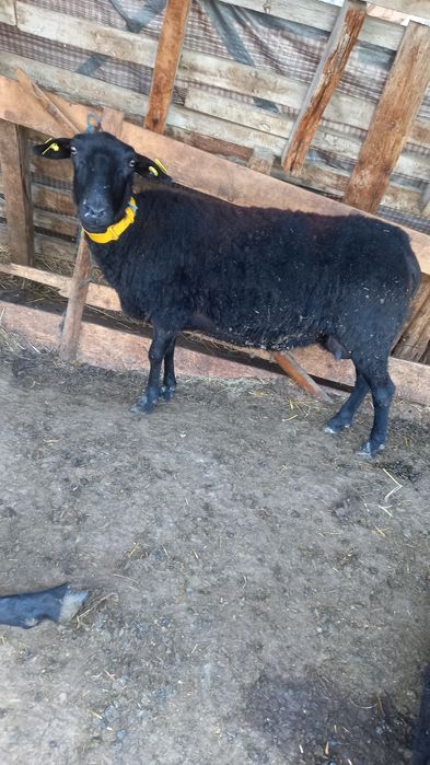 Oi Frisa germana neagra