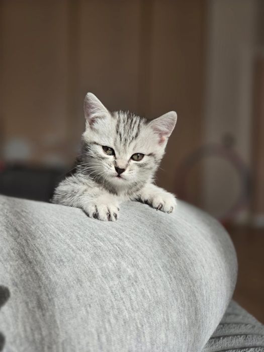 Бринаский котенок девочка британец