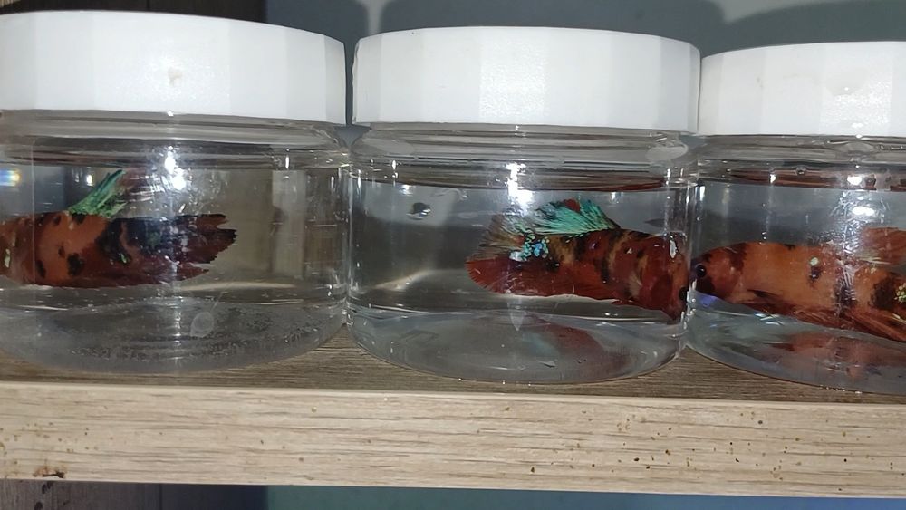 Петушок [BETTA FISH]