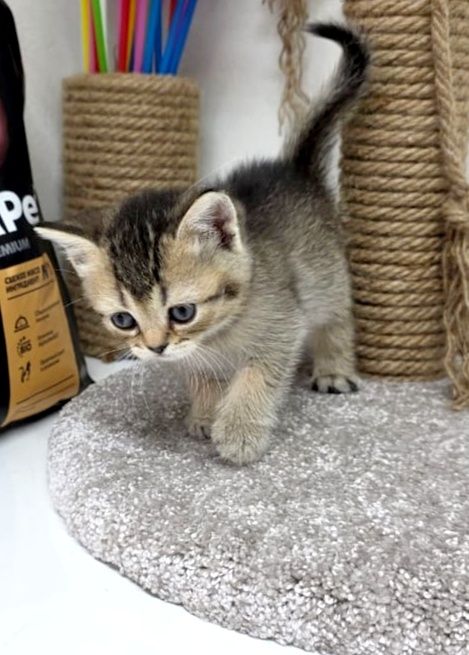 кошечКиШотЛандСкие