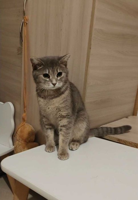 Милая кошечка ищет дом