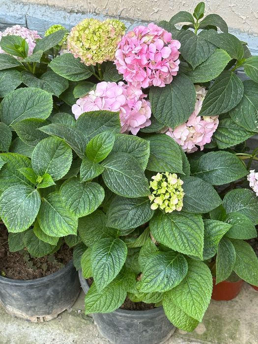 Гортензия крупнолистная