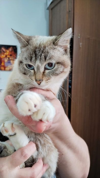 Пристраивается котик, тайский