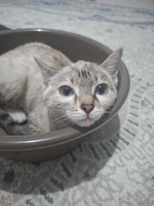 Шотландская кошка