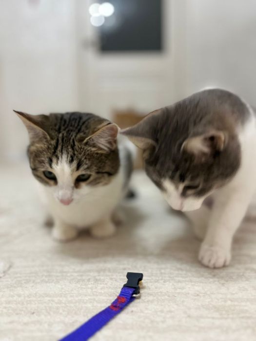 В добрые руки двух кошек