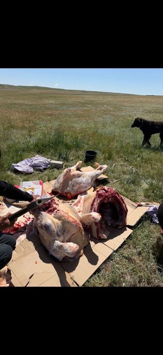 Согым сиыр малы карова продам