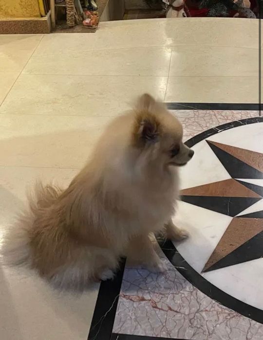 Мъжки Пумеран/Шпицер на 8 месеца