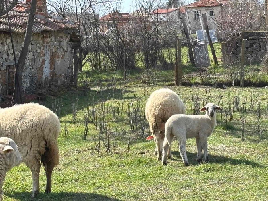 Продавам овце и агнета