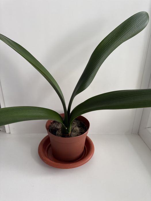 Кливия цветущий цветок