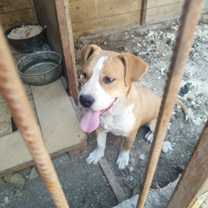 Американский стаффордширский терьер