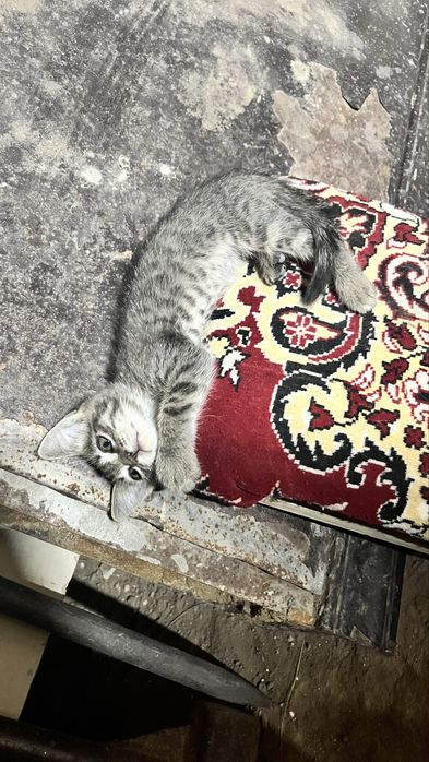 котенки отдам даром