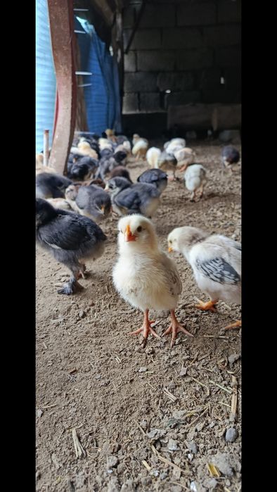 Продаются циплята