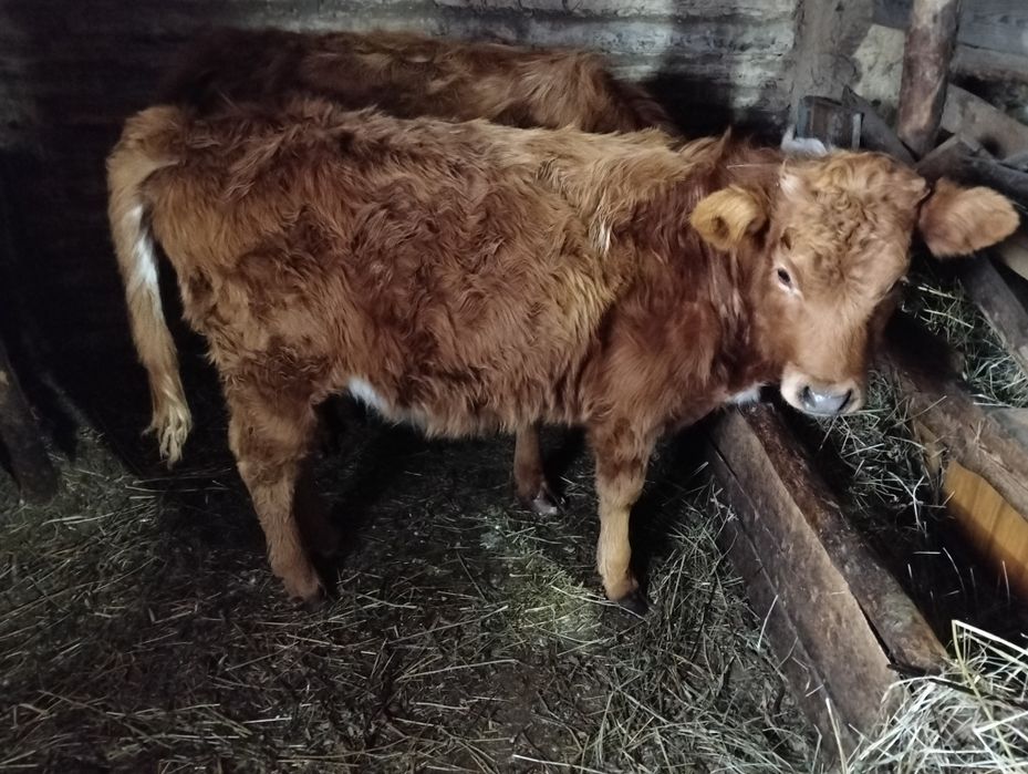 Продам двух телок 7 месяцев.