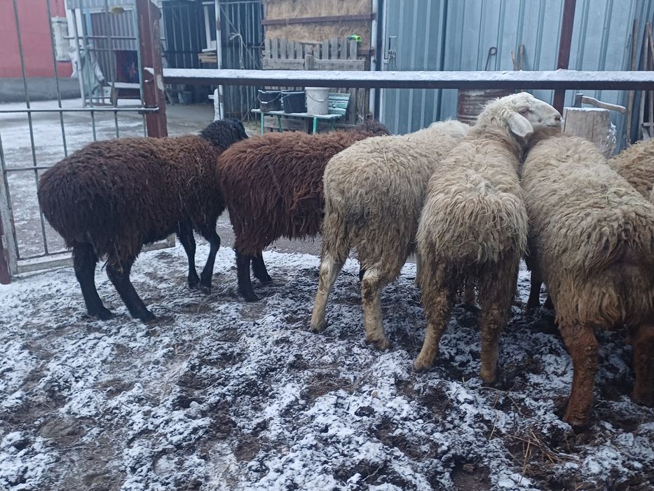 Бараный тоқтылар отцы