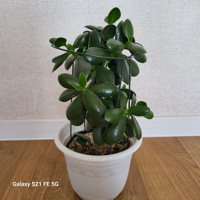 Толстянка- денежное дерево, лист 8-9см крупный