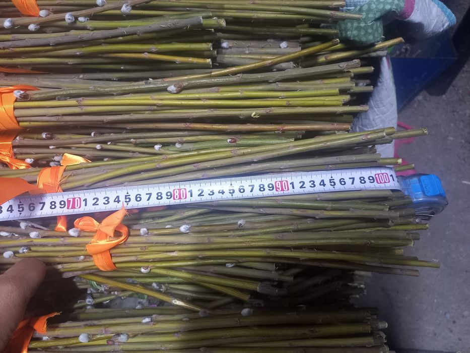 Верба 1 метровая