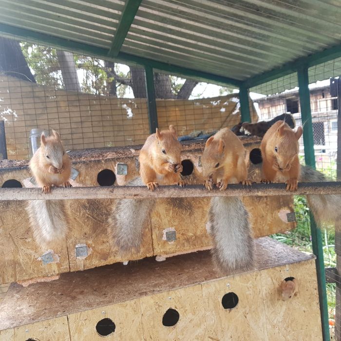 Белка обычная рыжая