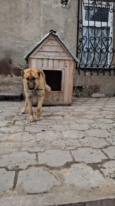 Молодая собака стерилизованная ищет дом