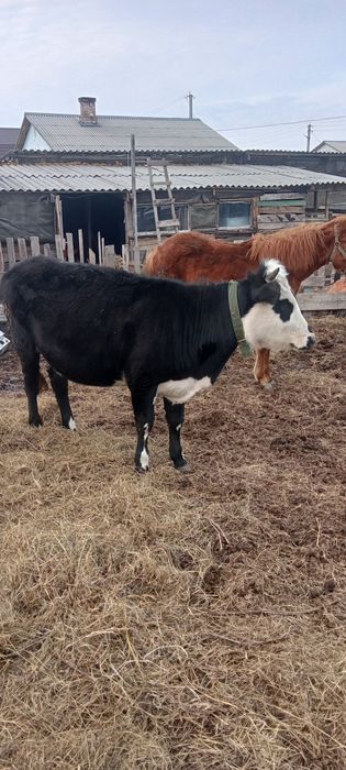 Теленок 14 месячный