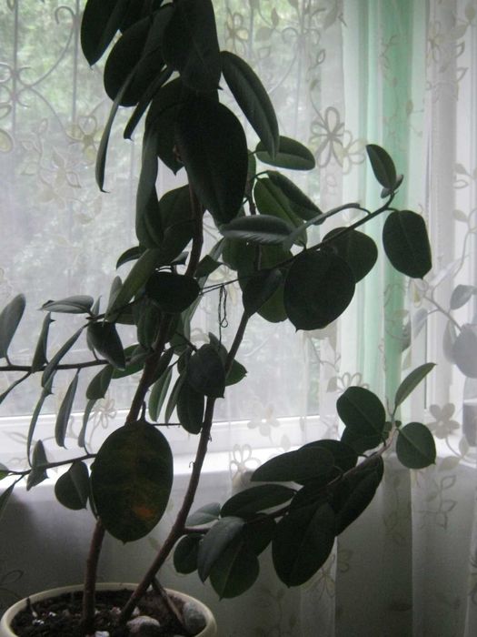 Фикусы разные  в горшках