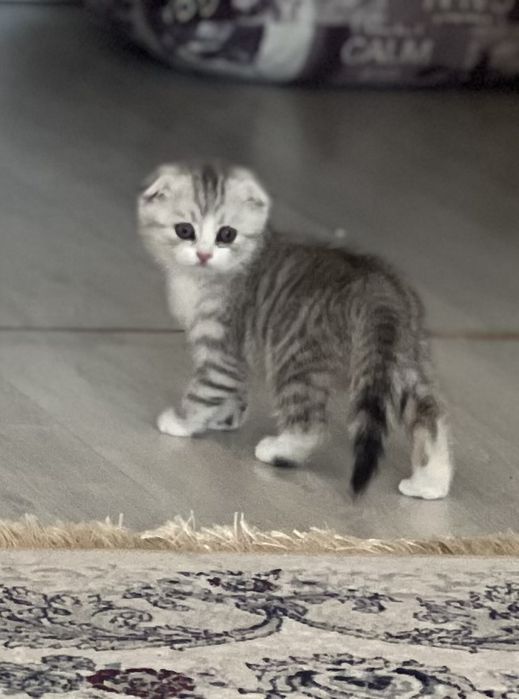 Котенка породы скоттиш фолд