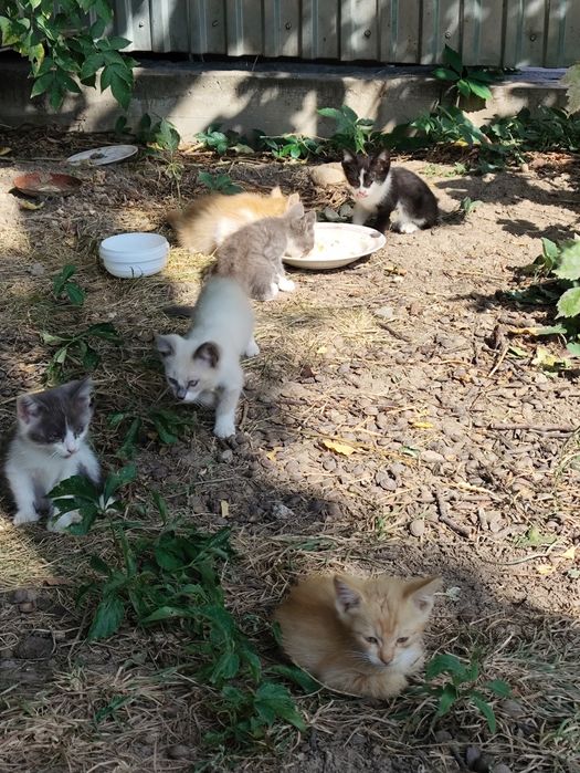 Котята от крысыловки.