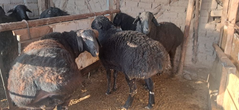 Кучкорлар сотилади срочна