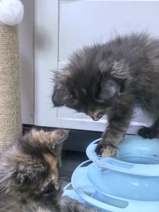 Котята близняшки колико