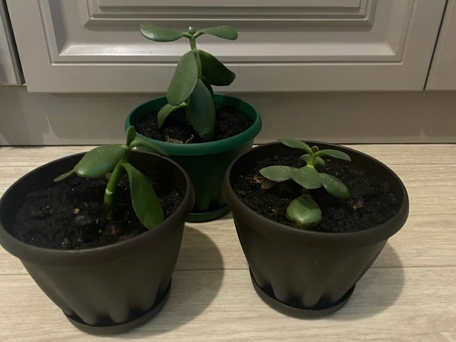 Продам комнатные цветы