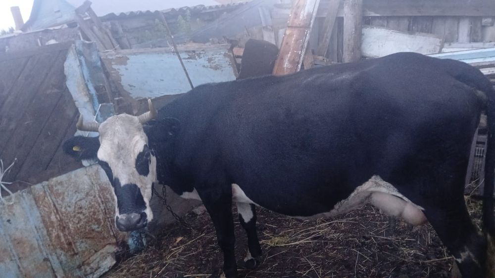 Продам дойную корову