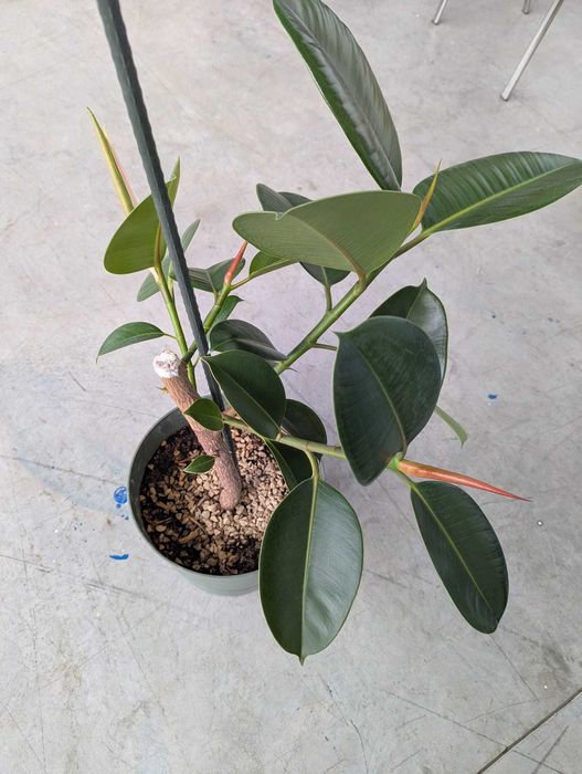 Ficus 2 ani Planta decorativa cu ghiveci