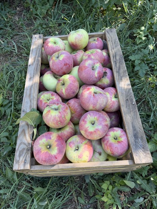 В продаже горные Яблоки - Груши