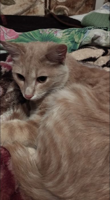 Котик ищет дом .