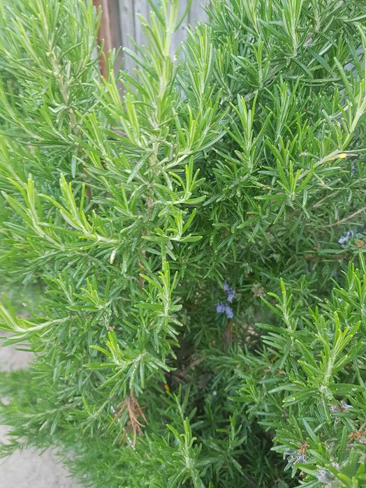 Tarhon, rozmarin, menta, patrunjel verde, feriga verde