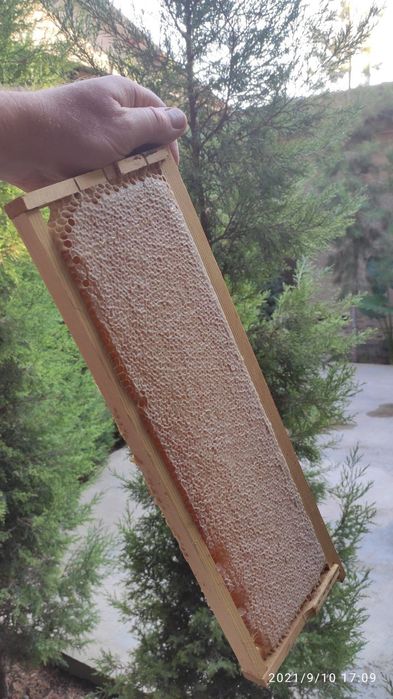 Продаю Натуральный Сотовый Мёд!!! Со своей пасеке! Урожай 2024 год