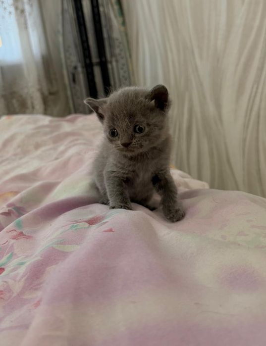 Продаются породистые котята