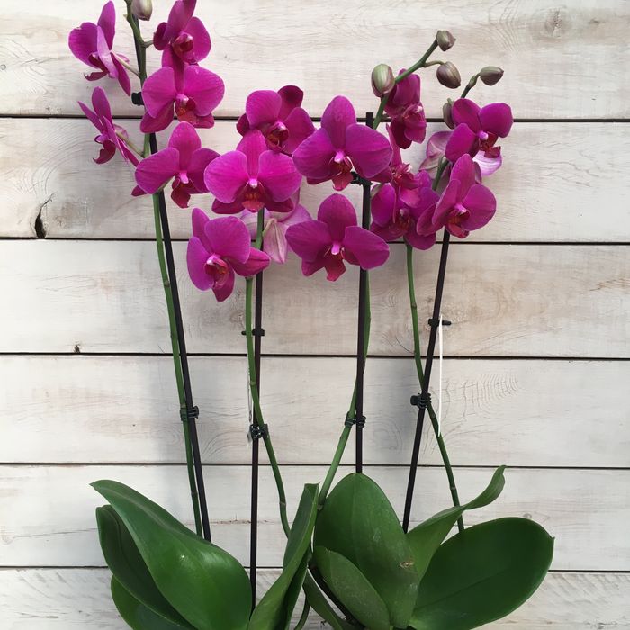 Орхидея, орхидеи!