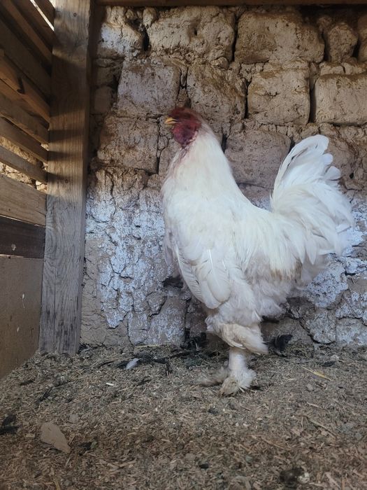 Brama xoroz va dakan xoroz